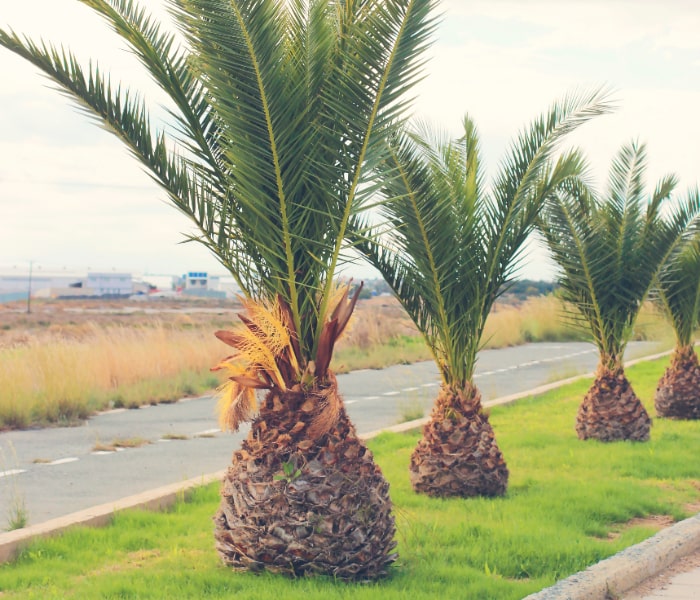 Green belt plantation along urban road in Saudi Arabia by NV Spaces